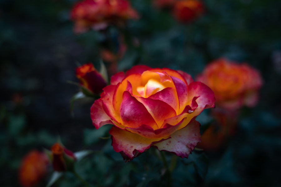 Rose de Tralee dans le jardin Green park