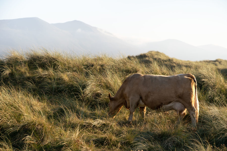 Vache dans le sable près de Sandy Bay, Castlegregory, Dingle