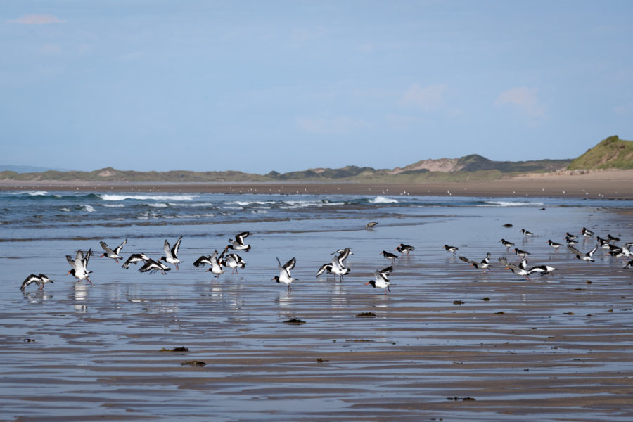 Mouettes rieuses sur la plage de Stradbally, Dingle