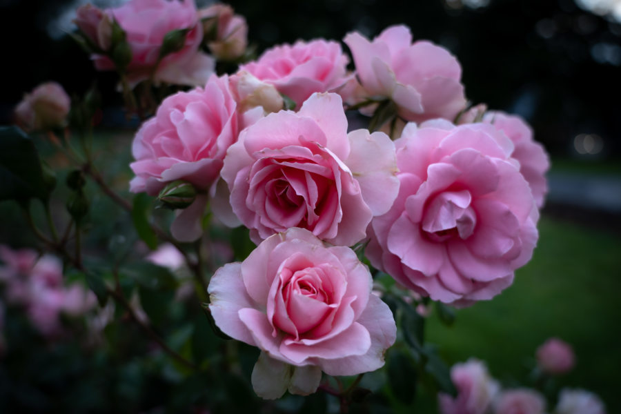 Rose dans la roseraie de Tralee en Irlande