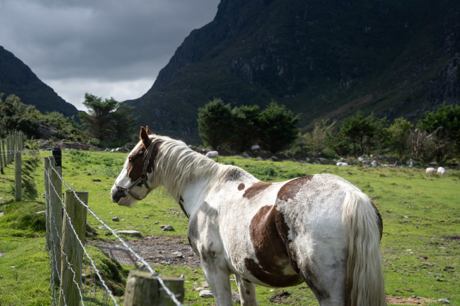 Cheval sur la randonnée du Gap of Dunloe près de Killarney