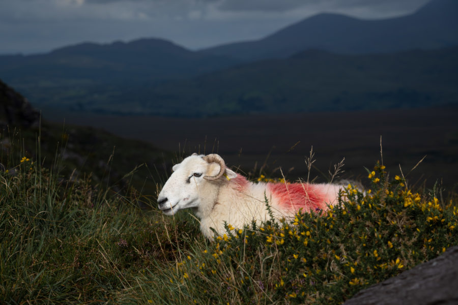 Mouton sur le Ballaghisheen pass, Ring of Kerry