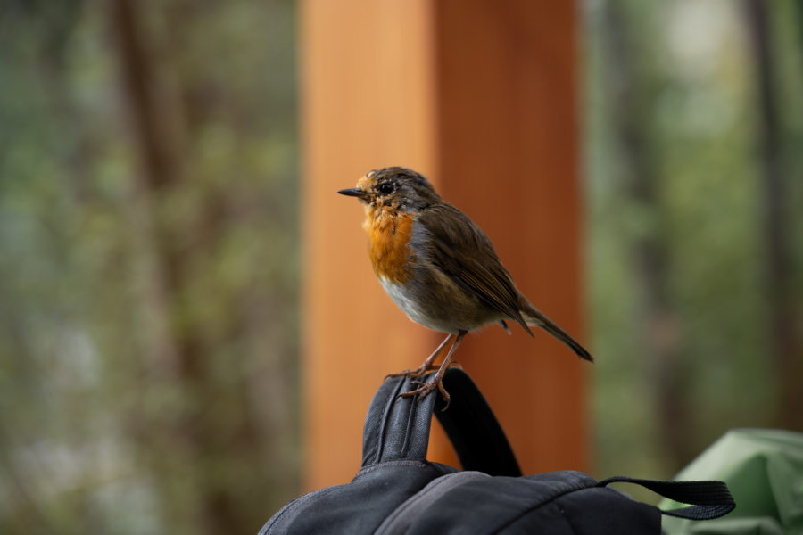 Oisillon à l'Adrigole café en Irlande