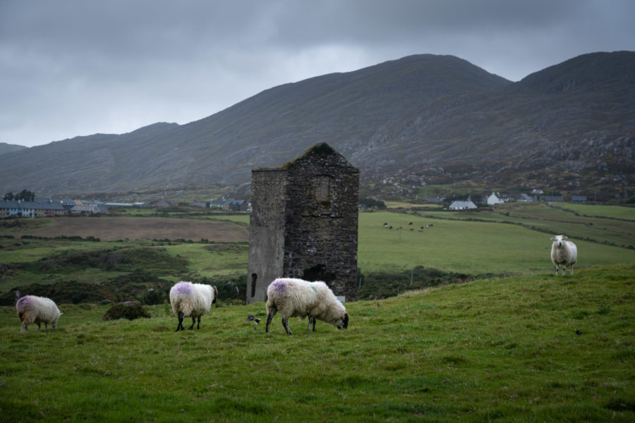 Allihies, péninsule de Beara, moutons et mines