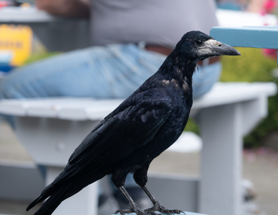 Corbeau, comté du Kerry, Irlande