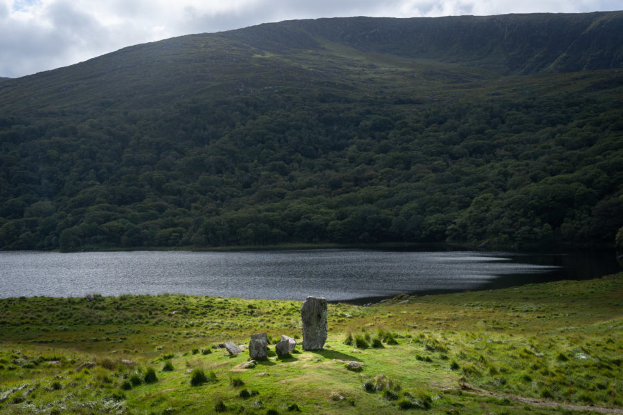 Phoques à Glengarriff, Péninsule de Beara