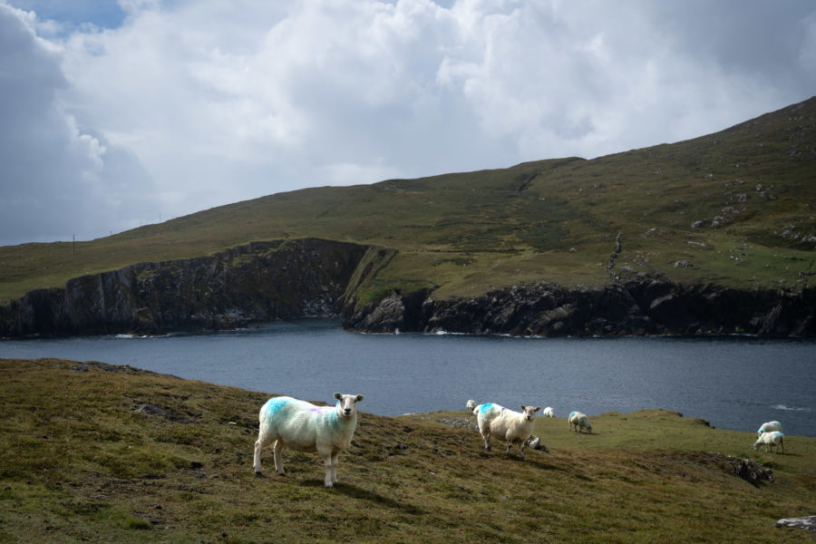 Île de Dursey et moutons, Péninsule de Beara