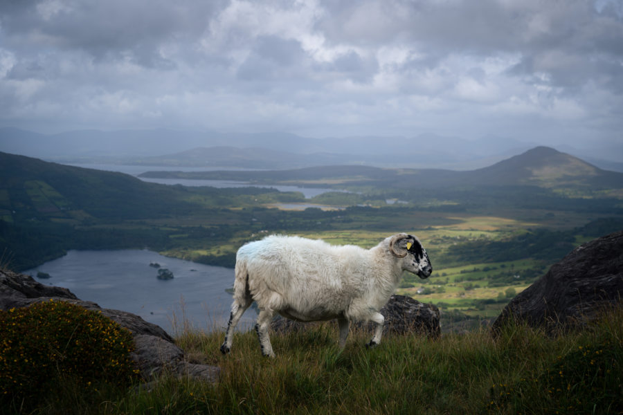 Mouton au Healy Pass, péninsule de Beara, Irlande