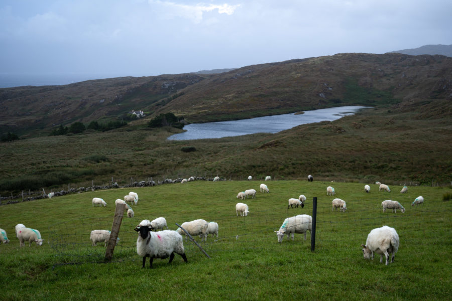 Paysage de la péninsule de Sheep's Head en Irlande