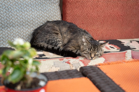 Chat qui somnole en terrasse