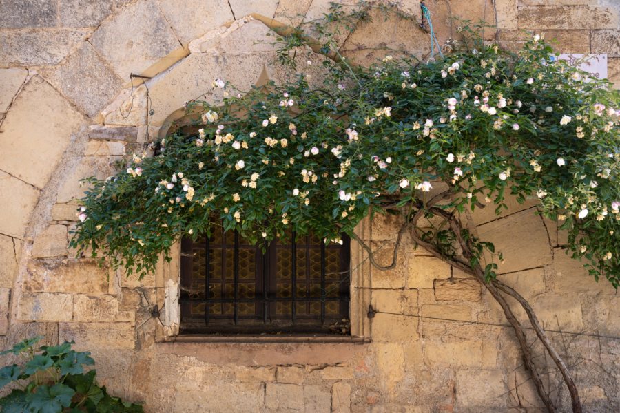 Façade fleurie à Puycelsi