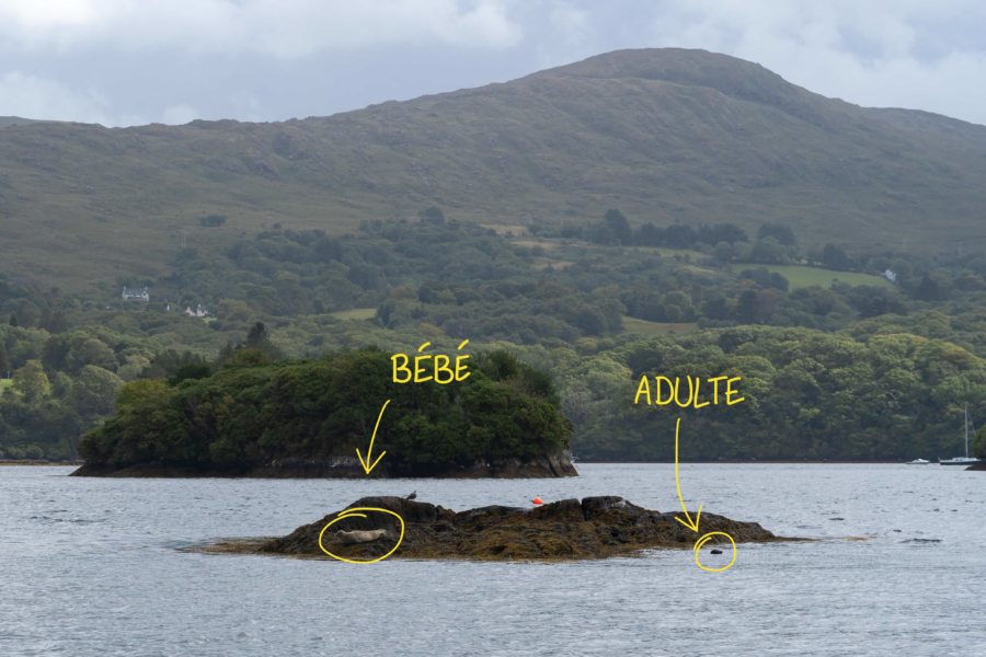 Phoques à Glengarriff, Péninsule de Beara