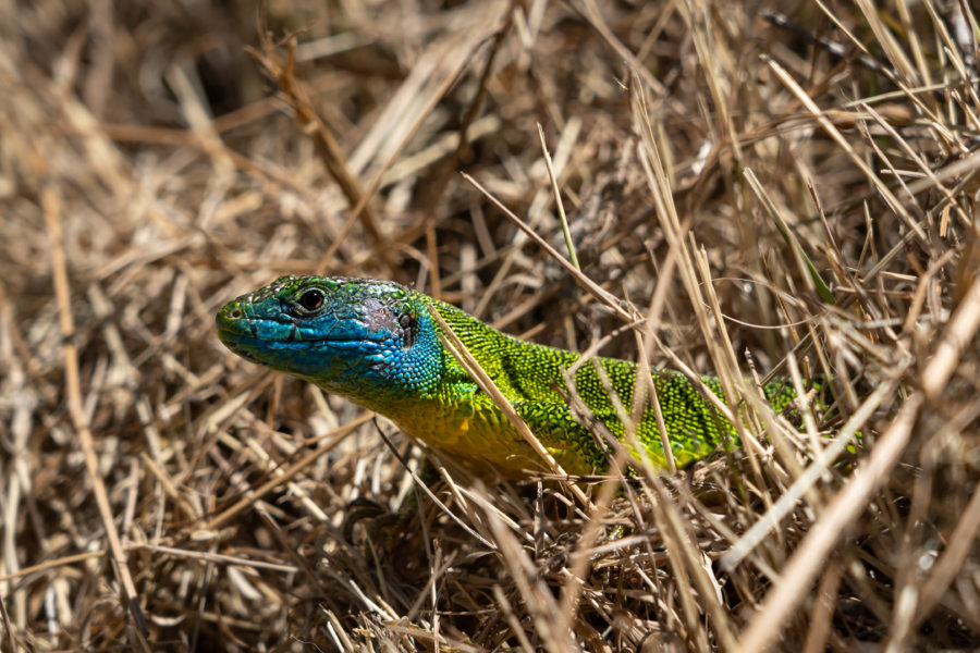 Gros lézard dans la paille