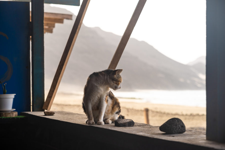 Chat dans un café de Salamansa