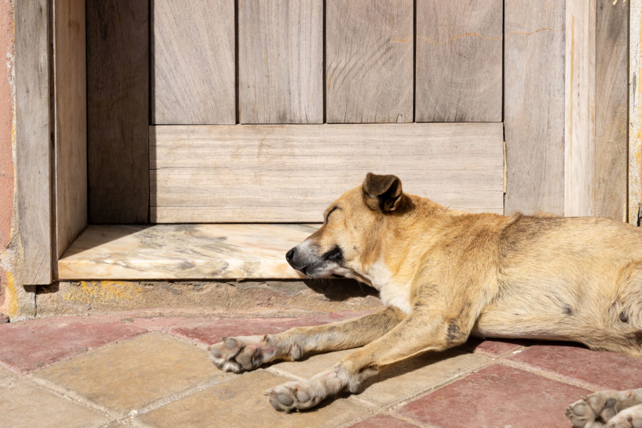 Chien qui dort au Cap Vert