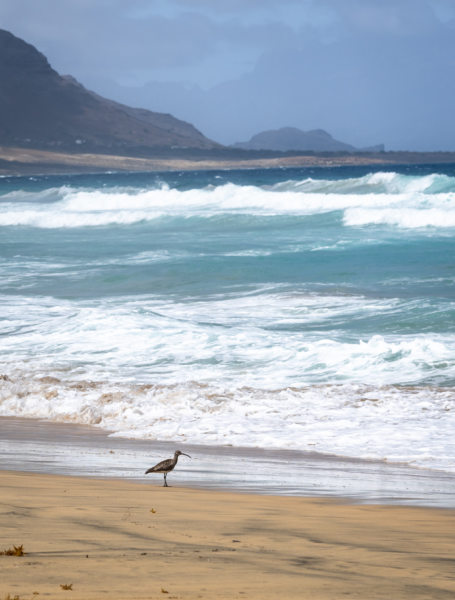 Courlis cendré sur la plage de Calhau