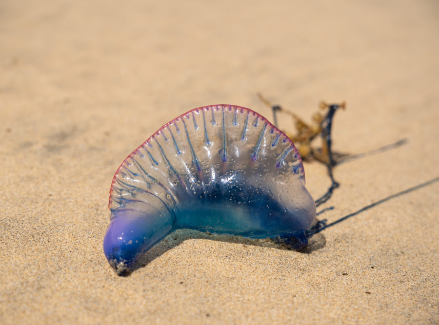 Physalie de mer sur le sable