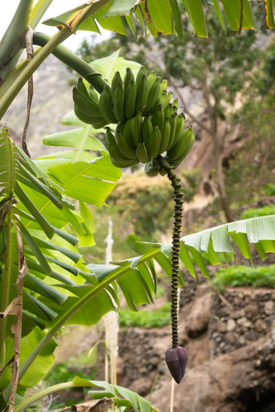 Bananier à Santo Antao, Cap-Vert