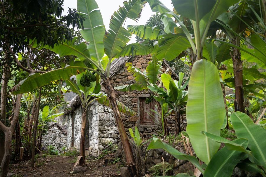 Bananiers et maison traditionnelle à Santo Antao