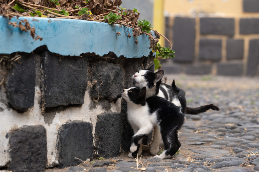 Chats à Santo Antao