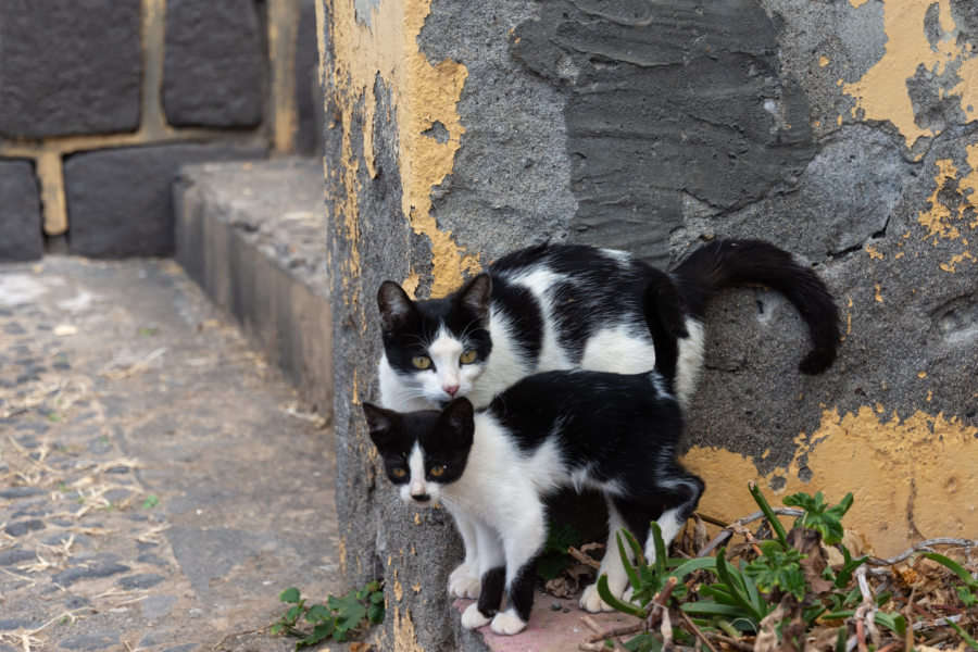 Chats à Santo Antao