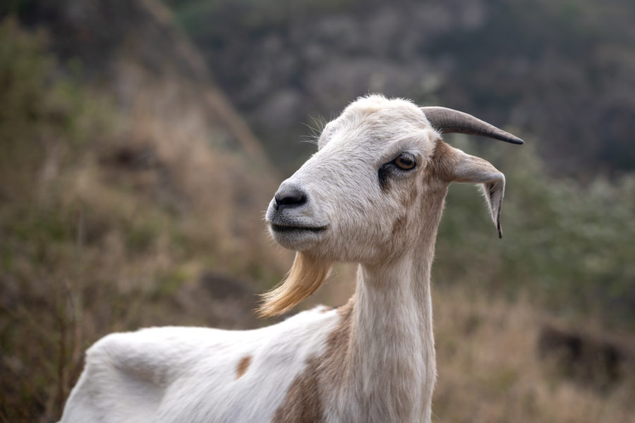 Chèvre, voyage sur l'île de Santao Antao