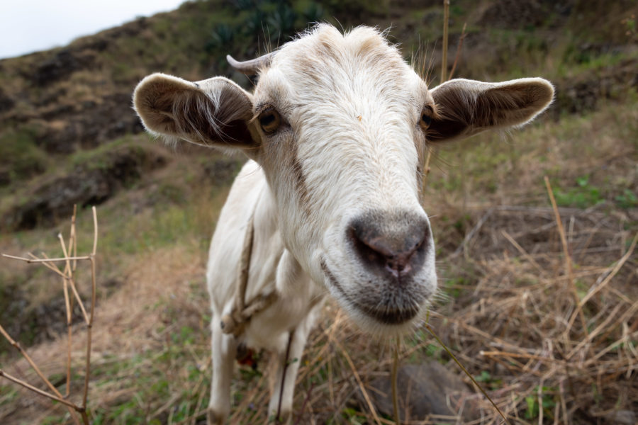 Chèvre croisée en randonnée sur l'île de Santo Antao au Cap-Vert