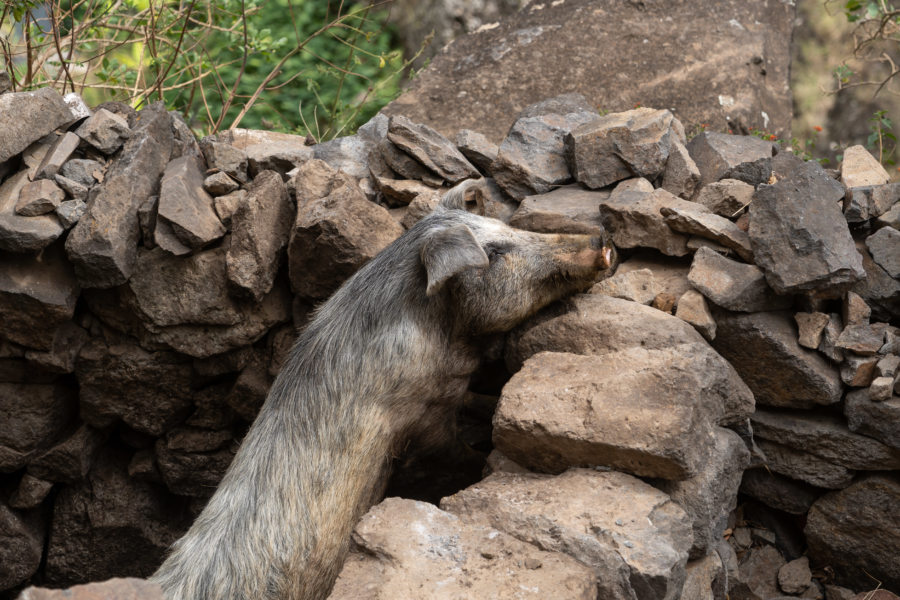 Cochon à Santo Antao, Cap-Vert