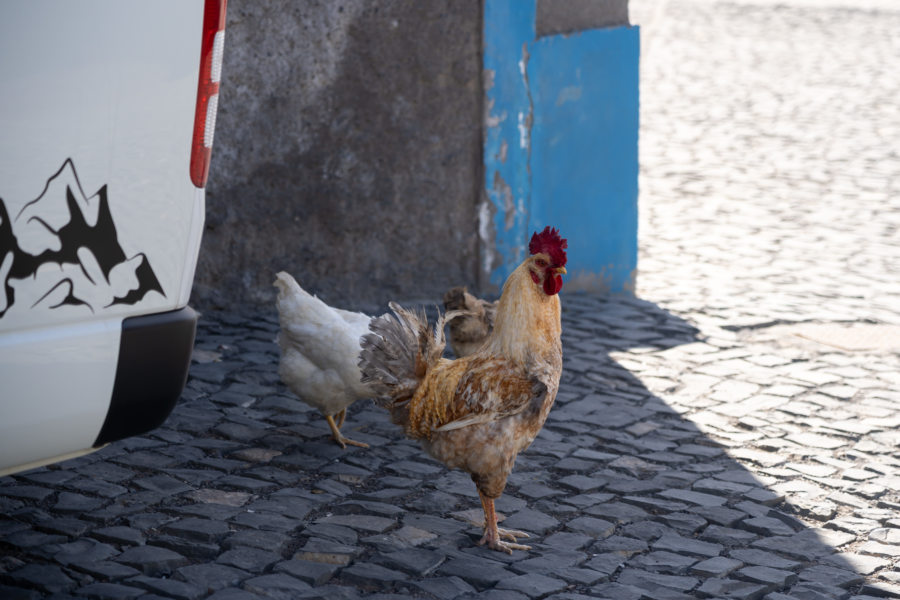 Coq et aluguer à Santo Antao