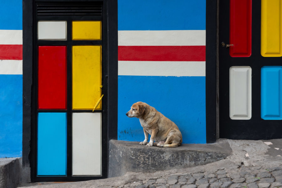 Chien et maison à Faja de Cima