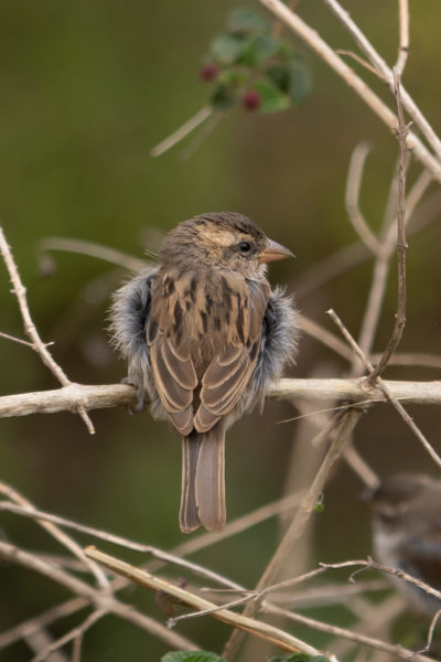 Moineau à Santo Antao au Cap-Vert