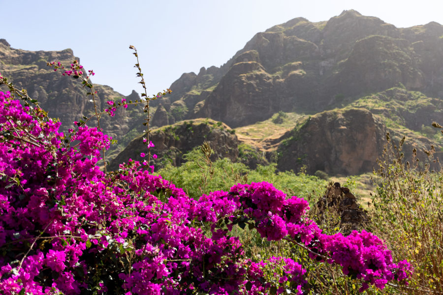 Randonnée sous les bougainvilliers au Cap-Vert