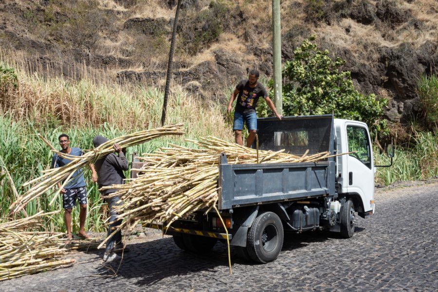 Coupe de canne à sucre sur l'île de Santao Antao au Cap-Vert
