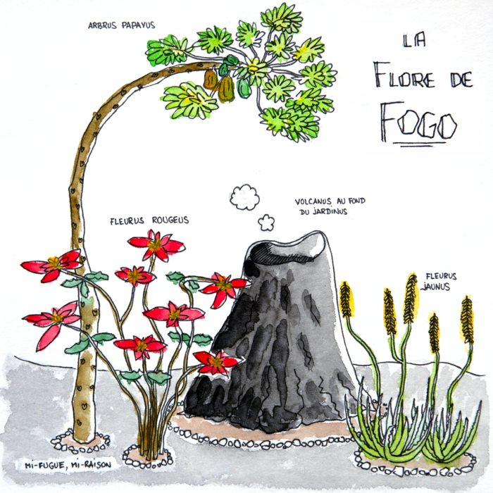 Dessin humoristique : la faune et la flore de Fogo au Cap-Vert