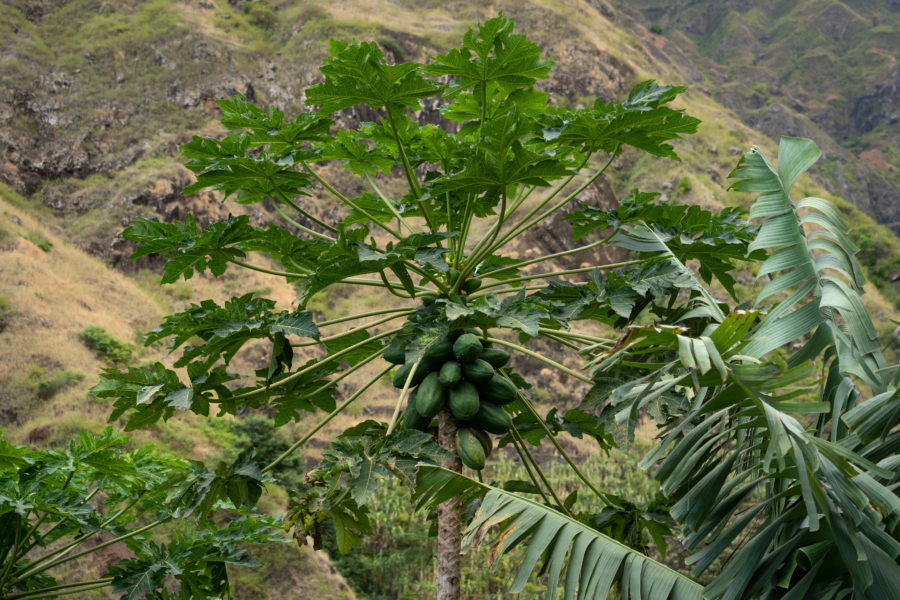 Papayer sur l'île de Santo Antao