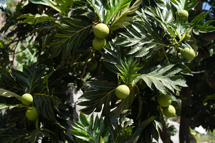 Arbre à pain sur l'île de Santo Antao au Cap-Vert