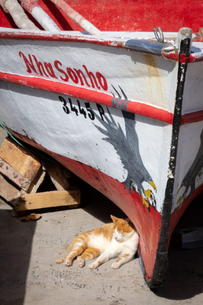 Chat sous un bateau au Cap-Vert
