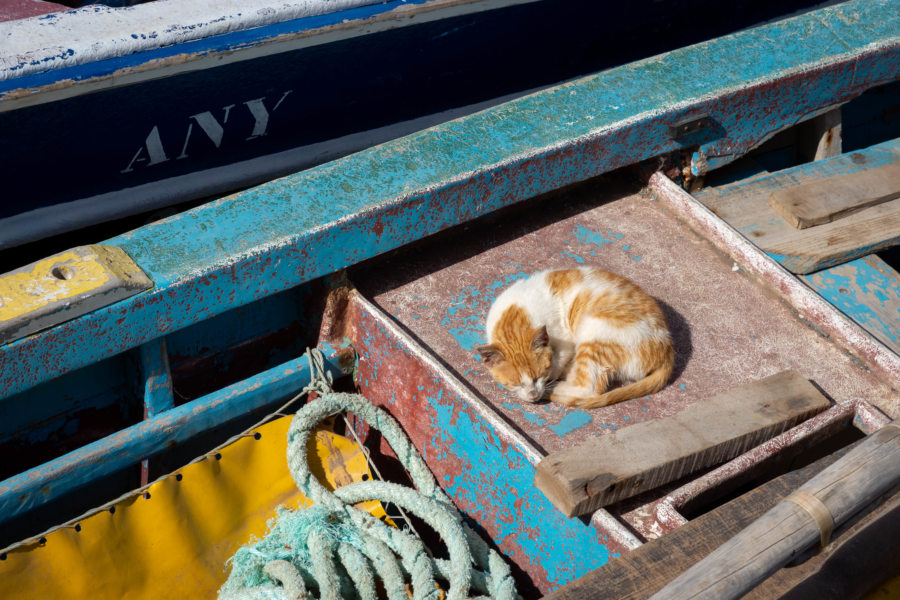 Chat sur un bateau à Ponta do Sol, île de Santo Antao