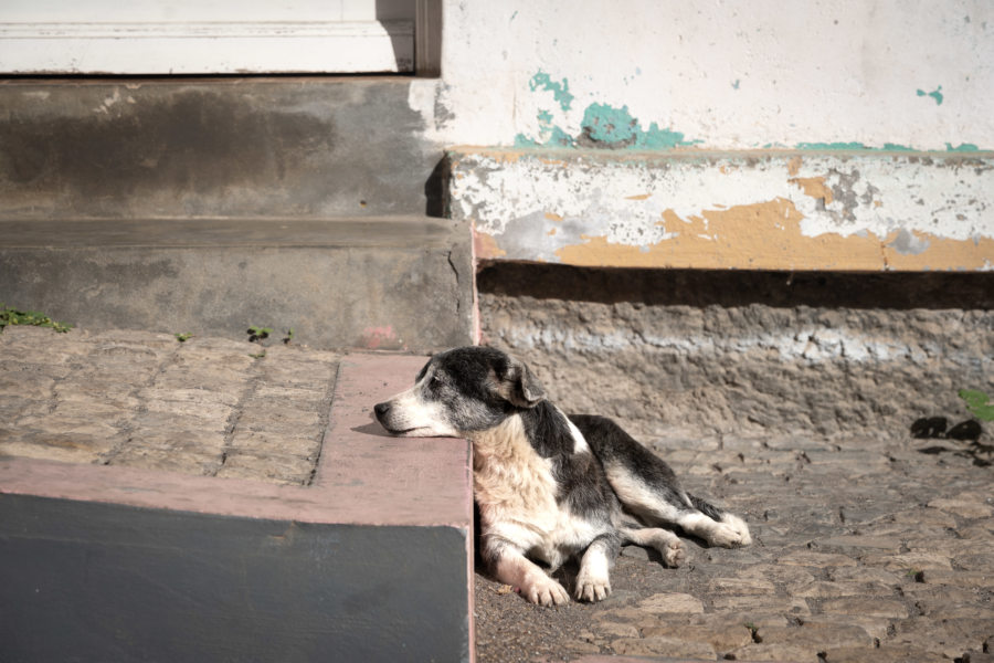 Chien errant sur l'île de Santo Antao au Cap-Vert