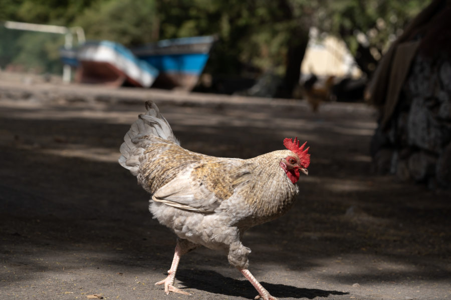 Coq sur l'île de Santo Antao au Cap-Vert