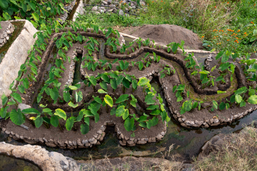 Culture en terrasse à Tarrafal de Monte Trigo, île de Santo Antao