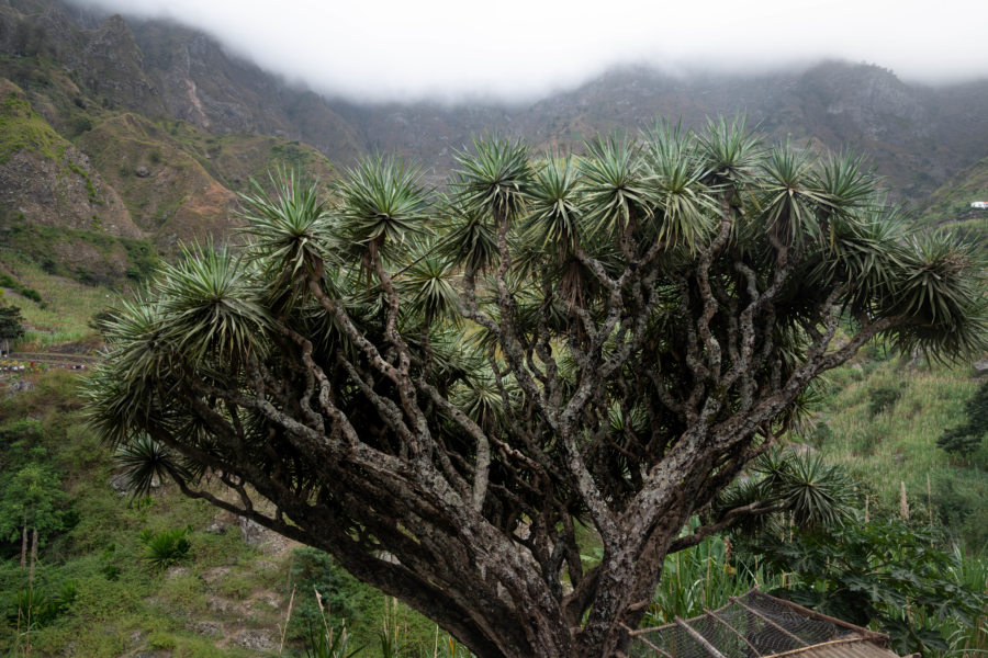  Dragonnier sur l'île de Santo Antao