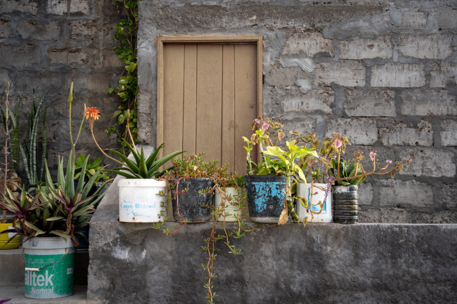 Plantes dans des pots en plastique sur l'île de Santo Antao au Cap-Vert