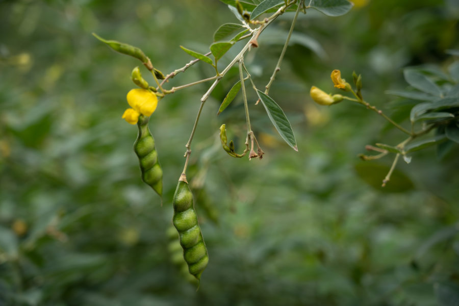 Pois d'Angole au Cap-Vert