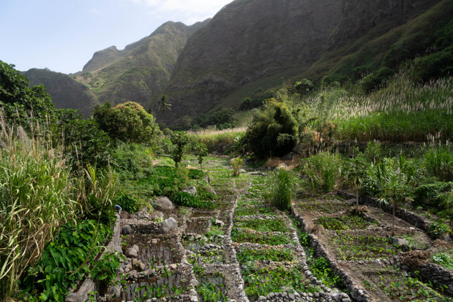 Potagers à Eito, vallée de Paul, Santo Antao