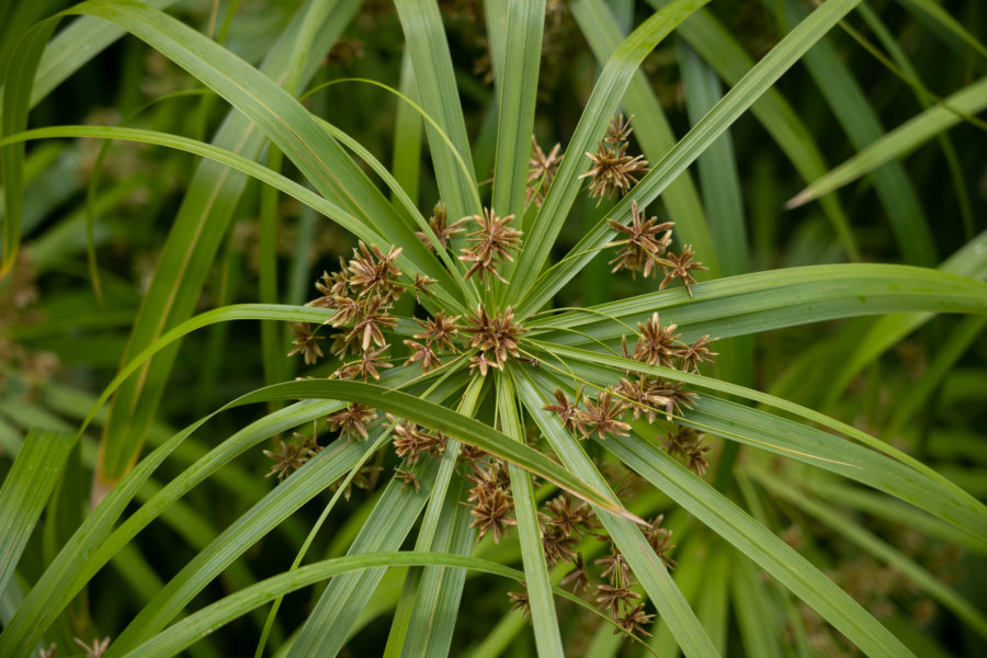 Souchet, plante au Cap-Vert