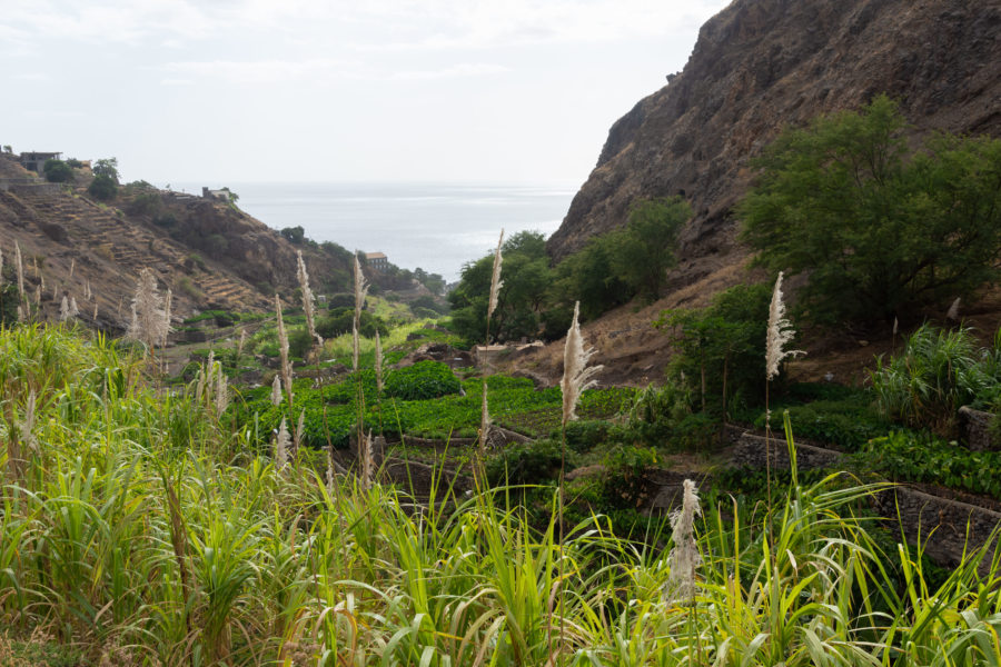 Canne à sucre à Tarrafal, végétation sur l'île de Santo Antao