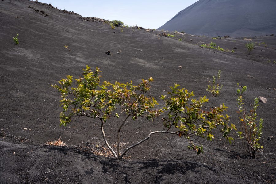 Goyave : végétation sur le volcan Fogo au Cap-Vert
