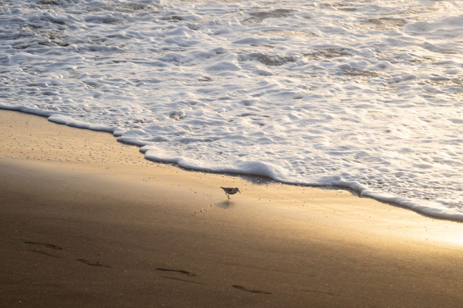 Moineau sur le sable à Sao Filipe, plage de Fogo