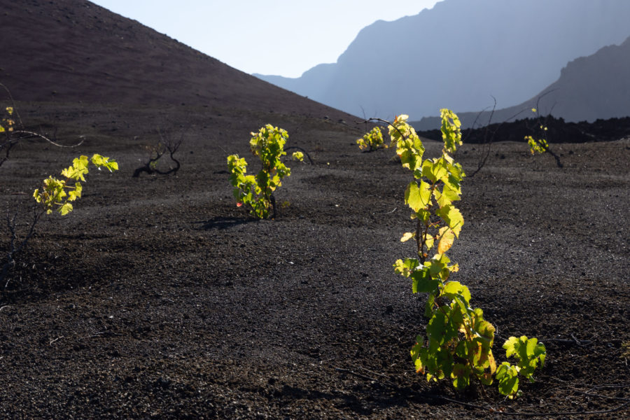 Vignes sur le volcan Pico do Fogo au Cap-Vert